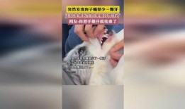 宠物医生爆料视频大全集,视频大全集深度解析